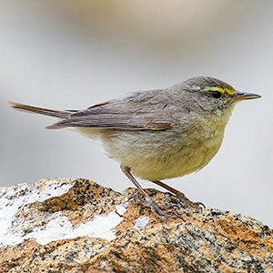 Sulphur-bellied Warbler